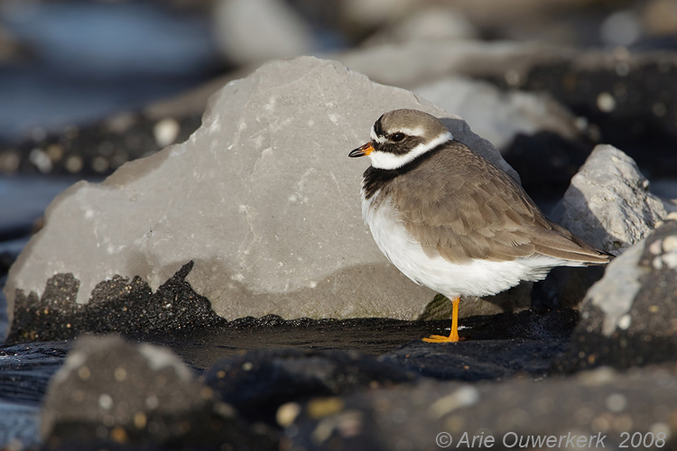 Common Ringed Plover - Bontbekplevier - Charadrius hiaticula