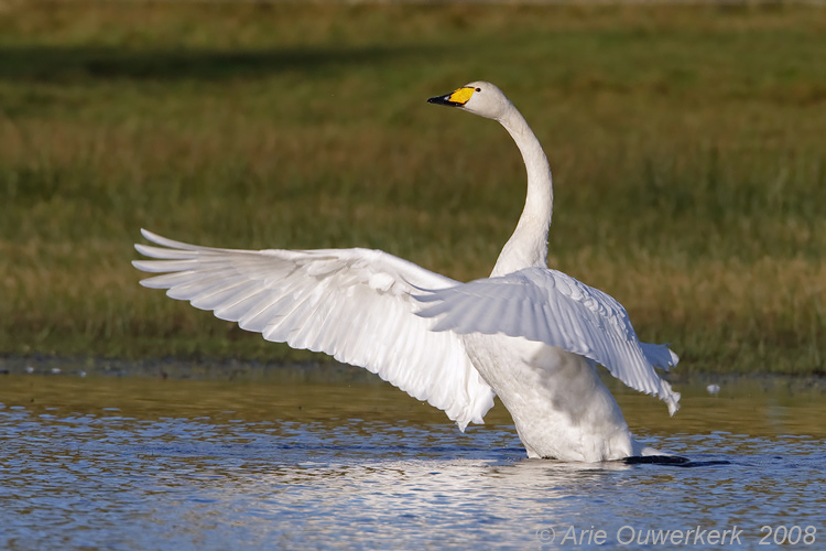 Whooper Swan - Wilde Zwaan - Cygnus cygnus