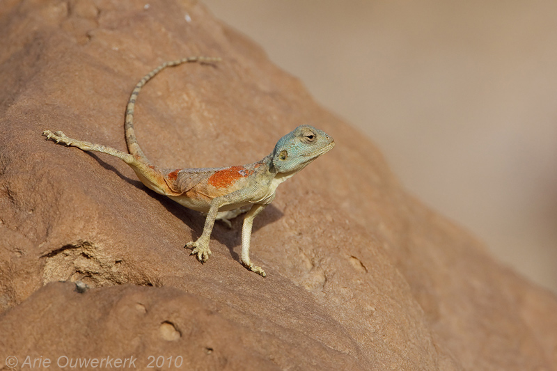 Sinai Agama - Sinai Agaam - Pseudotrapelus sinaitus