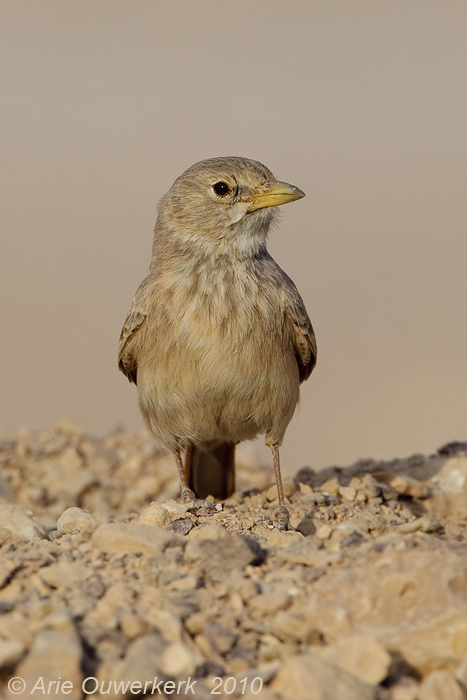 Desert Lark - Woestijnleeuwerik - Ammomanes deserti