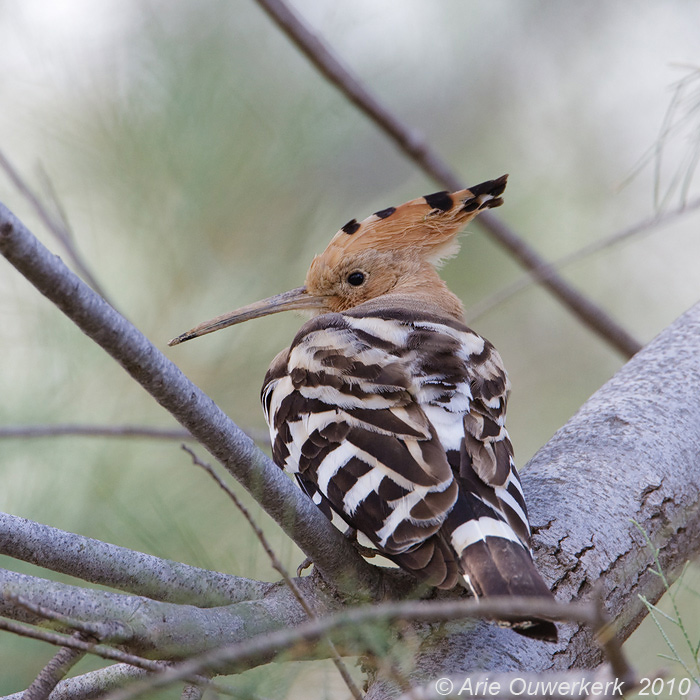 Eurasian Hoopoe - Hop - Upupa epops