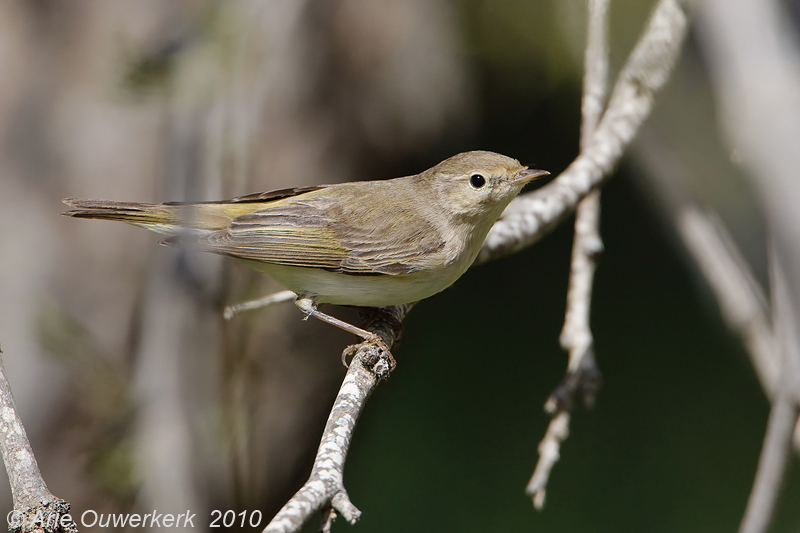 Eastern Bonellis Warbler - Balkanbergfluiter - Phylloscopus orientalis