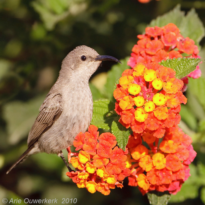 Palestine Sunbird - Palestijnse Honingzuiger - Cinnyris osea