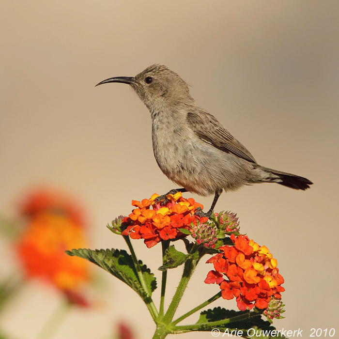 Palestine Sunbird - Palestijnse Honingzuiger - Cinnyris osea