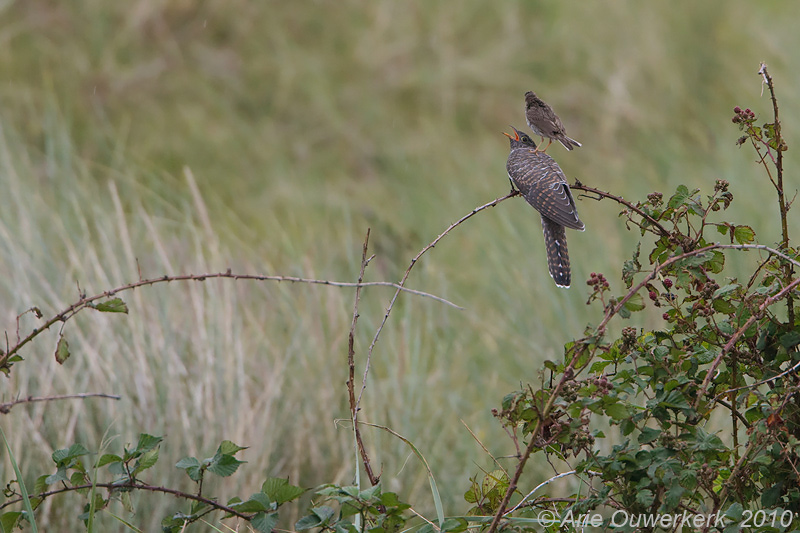 Common Cuckoo - Koekoek - Cuculus canorus