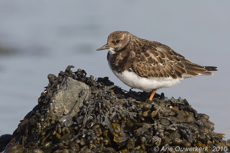 Ruddy Turnstone - Steenloper - Arenaria interpres