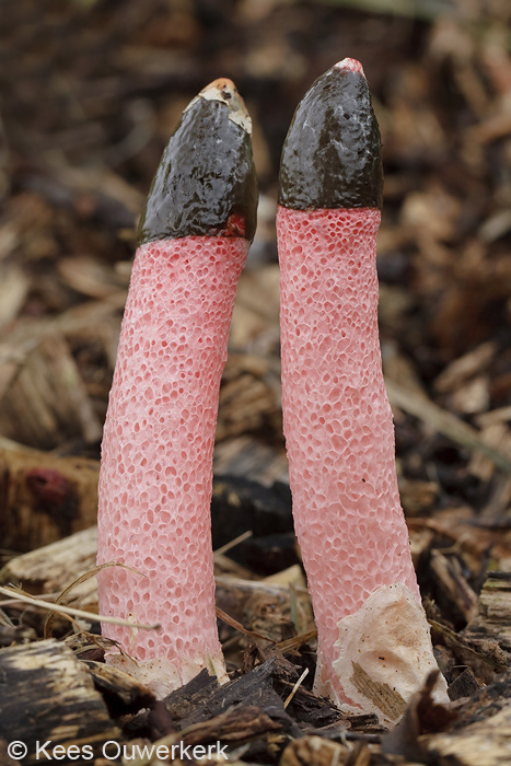 Roze Stinkzwam - Mutinus ravenelli