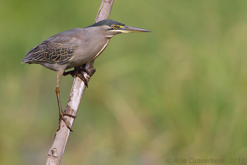 Striated Heron - Mangrovereiger - Butorides striatus