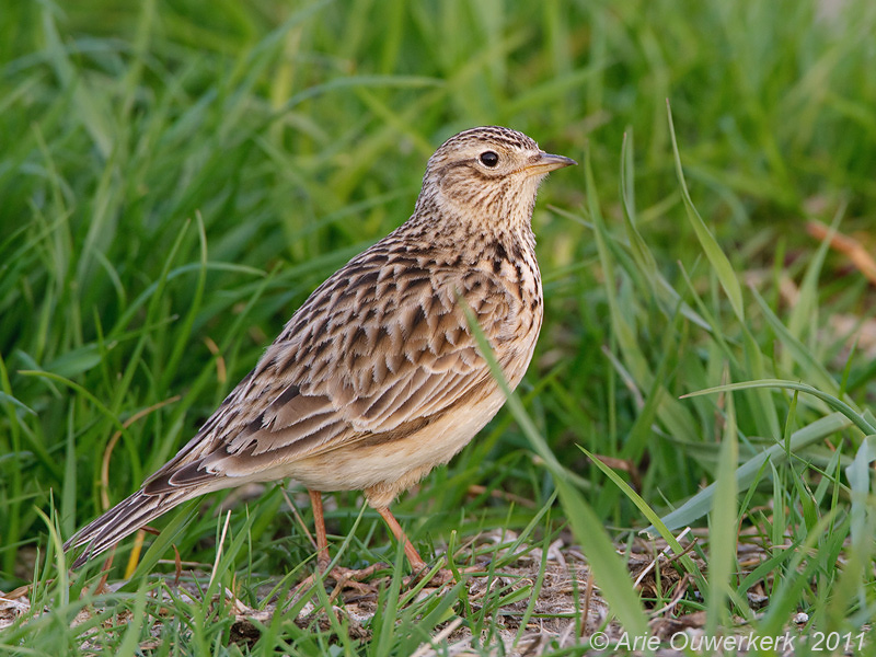 Skylark - Veldleeuwerik - Alauda arvensis