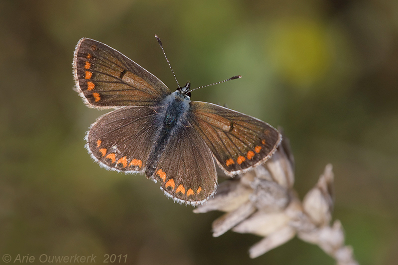 Brown Argus - Bruin Blauwtje - Aricia agestis
