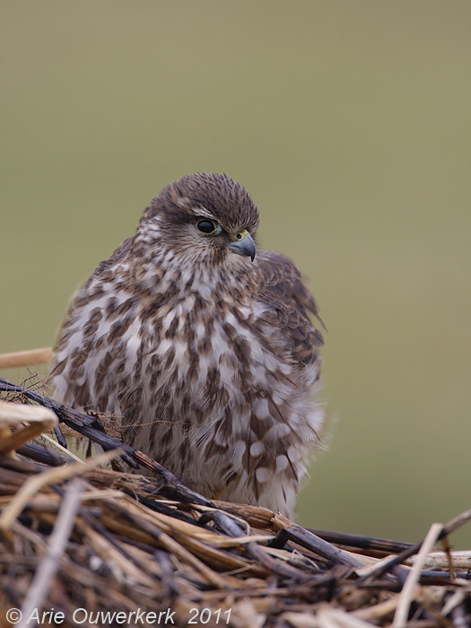 Merlin - Smelleken - Falco columbarius