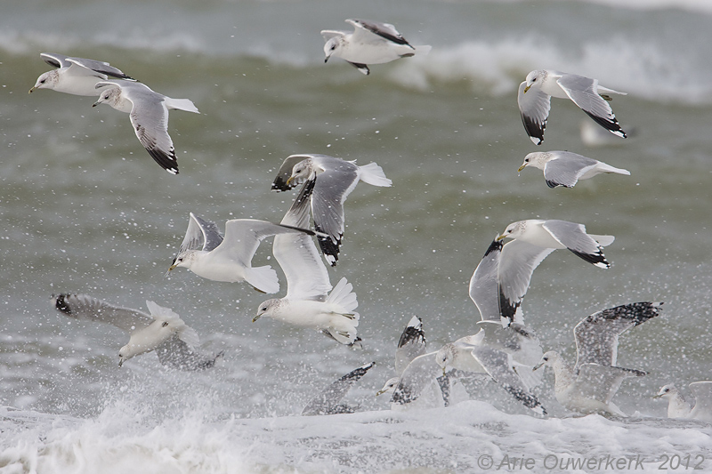 Common Gull - Stormmeeuw - Larus canus