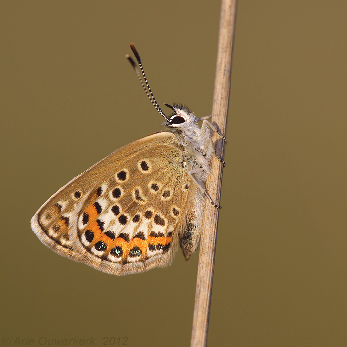 Silver-studded Blue - Heideblauwtje - Plebejus argus