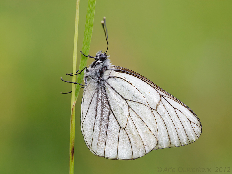 Black-veined White - Groot Geaderd Witje - Aporia crataegi