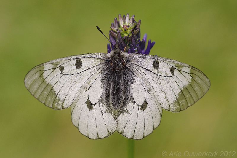 Clouded Apollo - Zwarte Apollovlinder - Parnassius mnemosyne