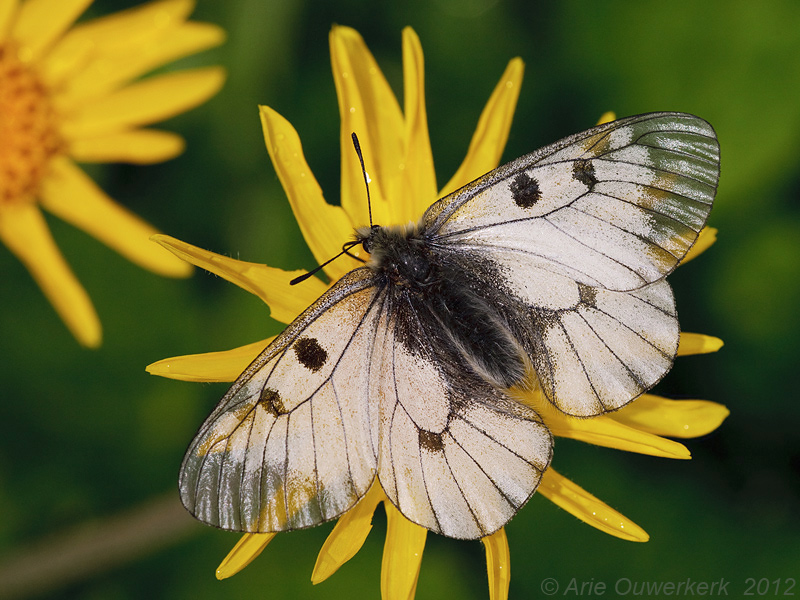 Clouded Apollo - Zwarte Apollovlinder - Parnassius mnemosyne
