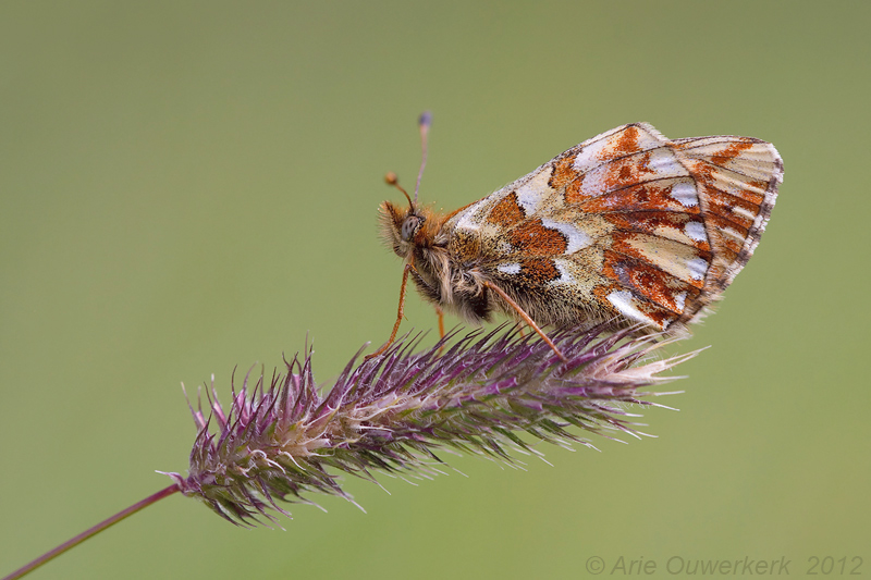 Shepherds Fritillary - Herdersparelmoervlinder - Boloria pales