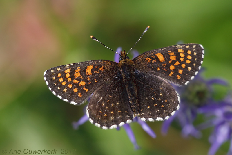 False Heath Fritillary - Woudparelmoervlinder - Melitaea diamina