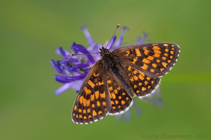 Heath Fritillary - Bosparelmoervlinder - Melitaea athalia