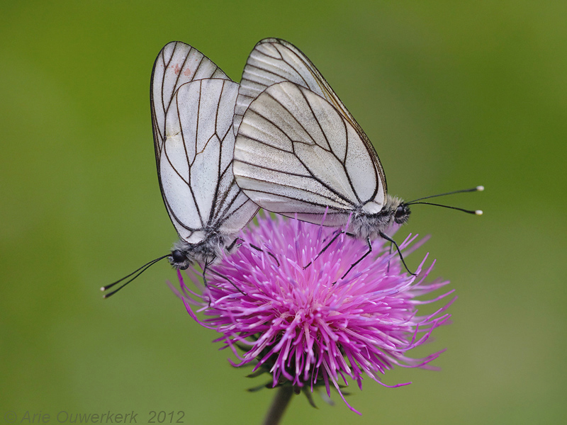 Black-veined White - Groot Geaderd Witje - Aporia crataegi