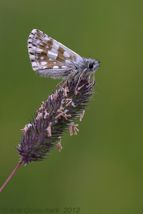 Olive Skipper - Voorjaarsspikkeldikkopje - Pyrgus serratulae