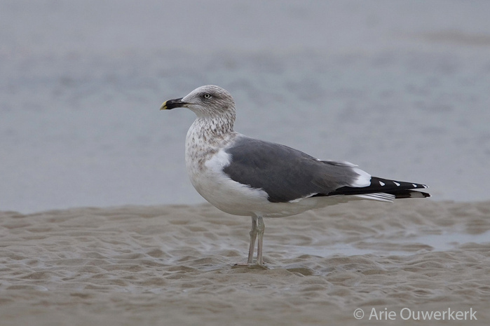 Lesser Black-backed Gull - Kleine Mantelmeeuw - Larus fuscus