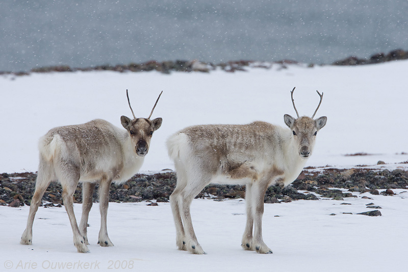 Reindeer - Rendier - Rangifer tarandus