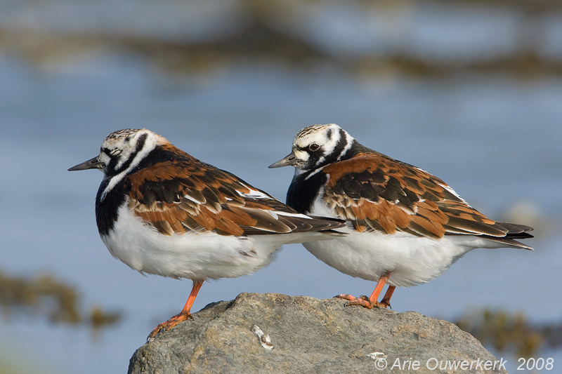 Ruddy Turnstone - Steenloper - Arenaria interpres