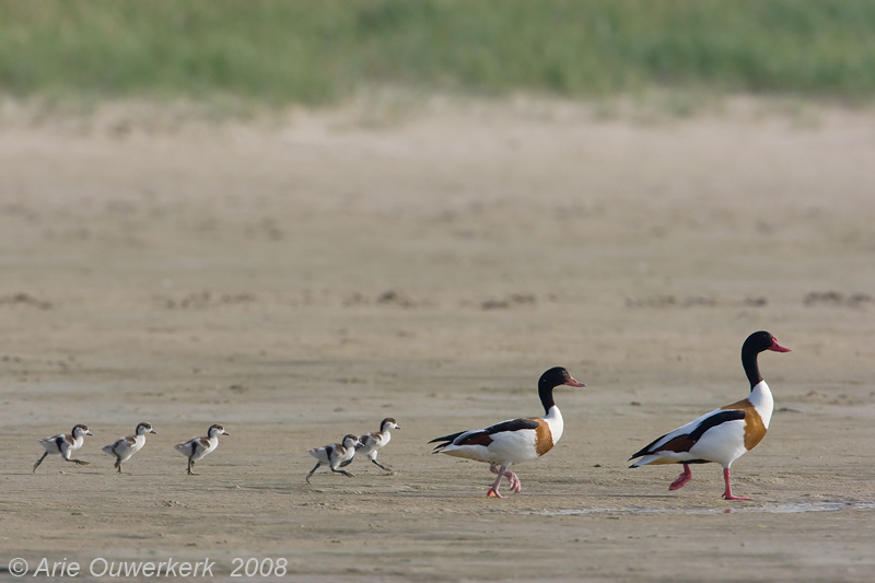 Common Shelduck - Bergeend - Tadorna tadorna