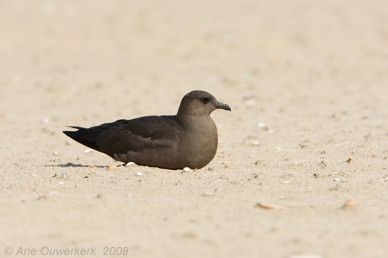 Parasitic Skua (Jaeger) -  Kleine Jager - Stercorarius parasiticus