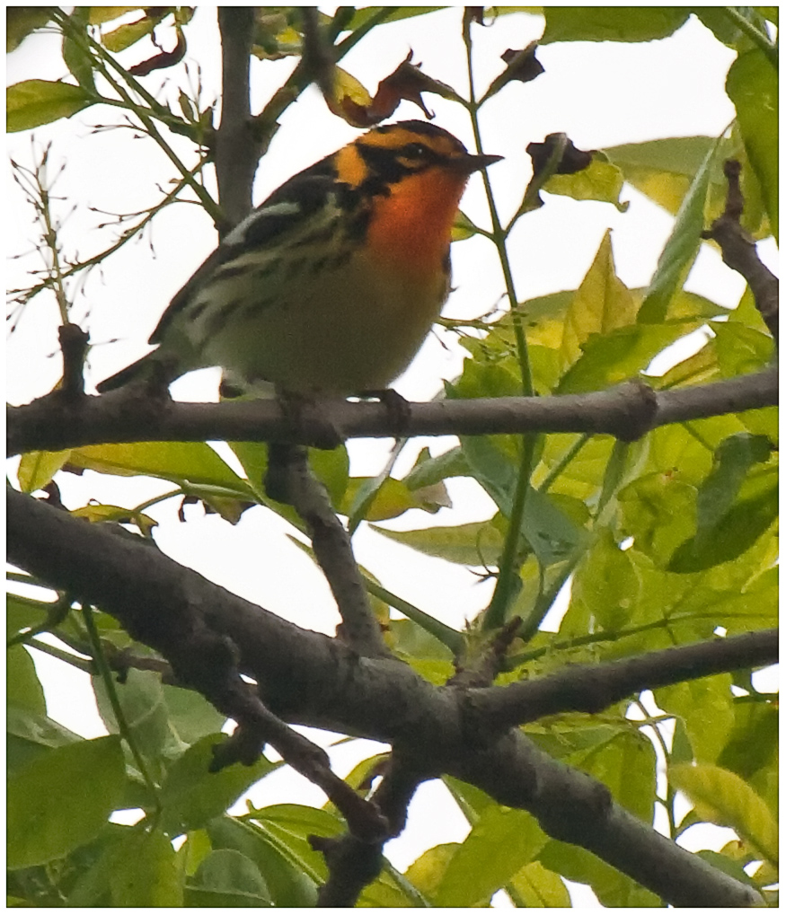 Blackburnian Wabler - male.jpg