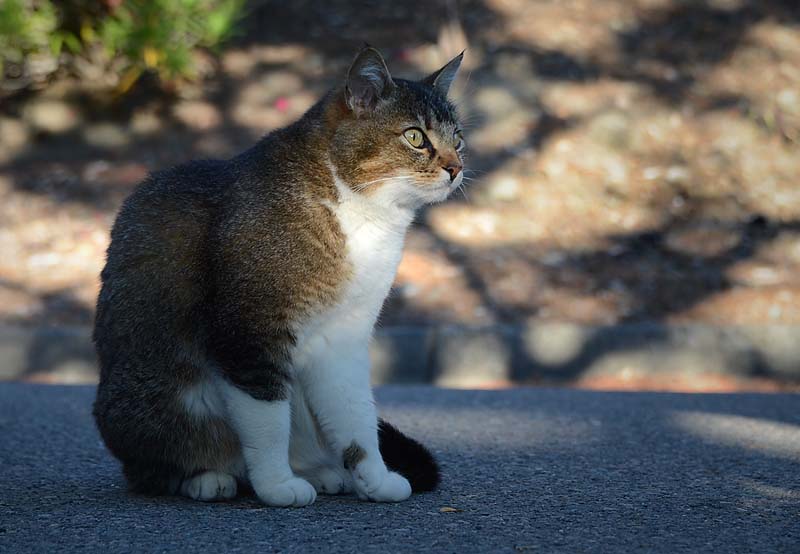 Kitty Alert