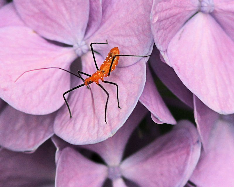 Six Legs Over Flora
