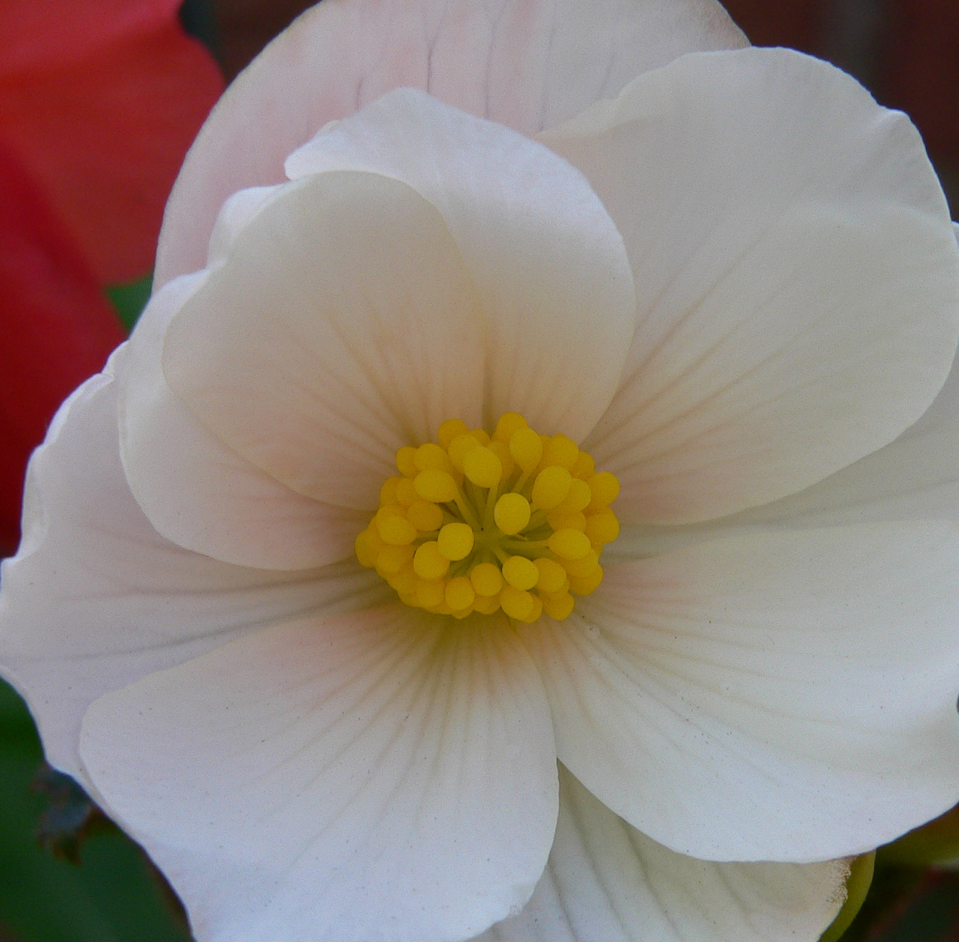 P1010573a.jpg