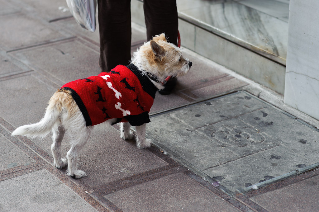 Dog in red