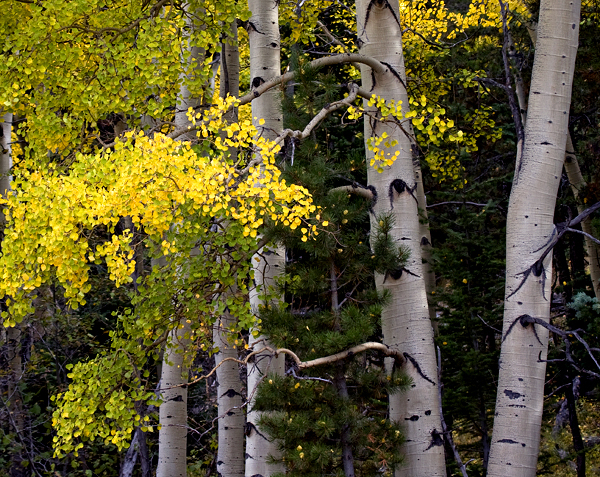 Aspen Grove