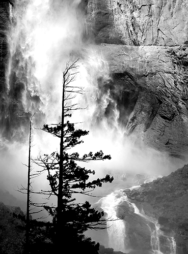 Tree And Yosemite Falls: California