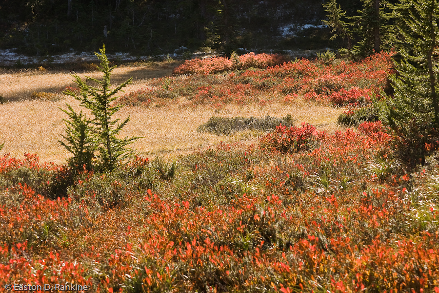 Wild Huckleberry