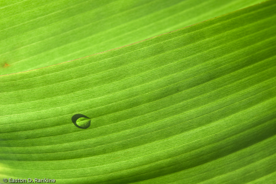 Droplet on Frond