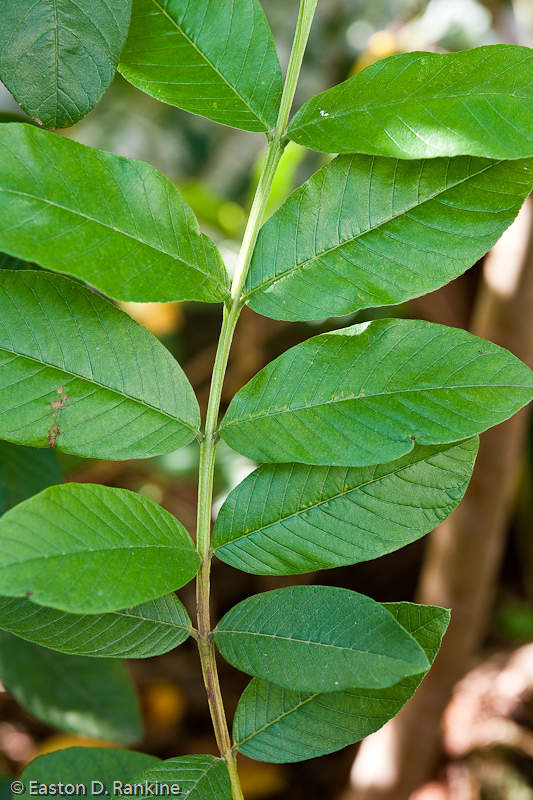 Guava