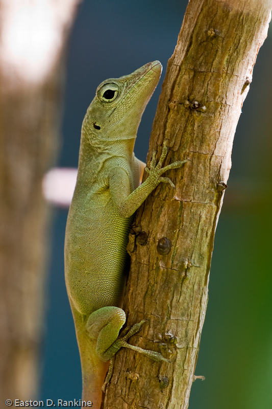 Lizard I