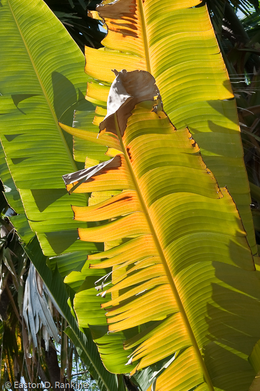 Banana Fronds
