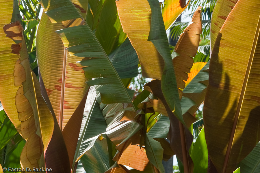 Banana Fronds