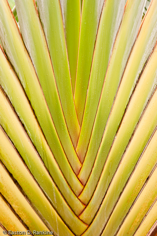 Travelers Palm