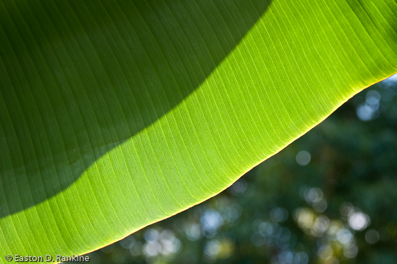 Banana Frond