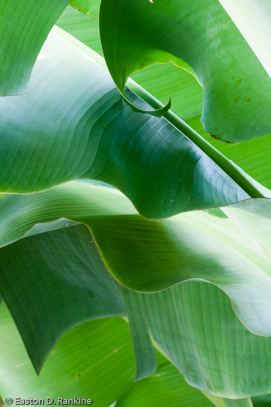 Banana Fronds I