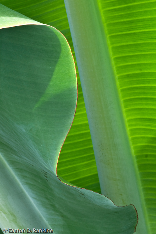 Banana Fronds I