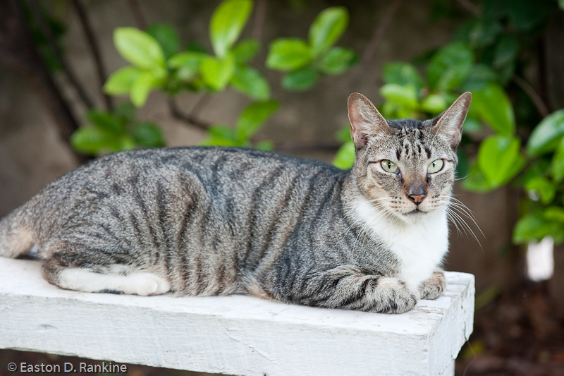Front Yard Cat