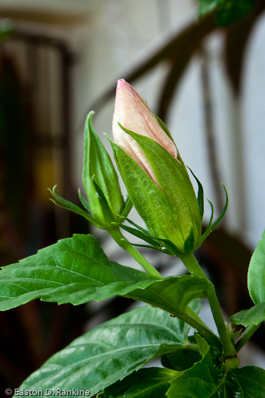 Hibiscus