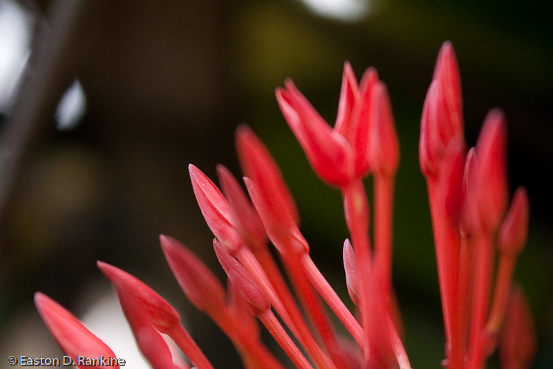 Ixora